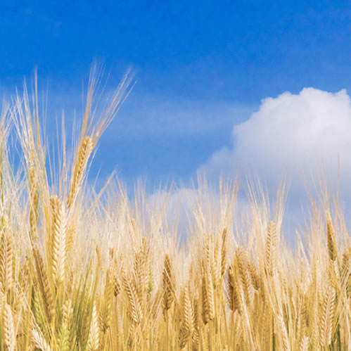 クレープフランチャイズ・十勝ルナクレープでは北海道産の小麦を使用しています。